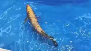China unveils BG-5 Golden Dragon Fish biomimetic robot